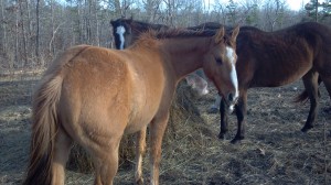 apha, aqha, bay, bloodlines, breeding, buckskin, clinics, colt trainer, continental, deliver, endurance, filly, for sale, foundation, gelding, gray, grey, grula, grulla, grullo, horse, horse place, horses, king, king-p234, missouri, north, northwest, ranch, reining, riding, royal, south dakota, stout, texas, tnt ranch, traci davis, training