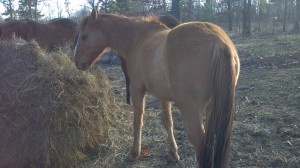 apha, aqha, bay, bloodlines, breeding, buckskin, clinics, colt trainer, continental, deliver, endurance, filly, for sale, foundation, gelding, gray, grey, grula, grulla, grullo, horse, horse place, horses, king, king-p234, missouri, north, northwest, ranch, reining, riding, royal, south dakota, stout, texas, tnt ranch, traci davis, training