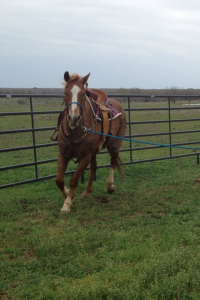 www.cowboy4sale.com  90 day challenge, advanced, beginner, bookclub, bred, breeding, buckskin, calf, cash, colt trainer, country, cowboy, cowgirl, cutting, dash, easy, eating right, facebook, for sale, freckles, go to momma, horse, horse place, horses, jet, kids, longhorns, mare, momma, mossyboon www.Cowboy4Sale.com, ncha, online, oprah, parenting, parents, pepto, playboy, pleasure, prca, riding, rope tie down, safe, show, sorrel, stallion, stud, texas, Tom Davis, traci davis, trail, training, washington