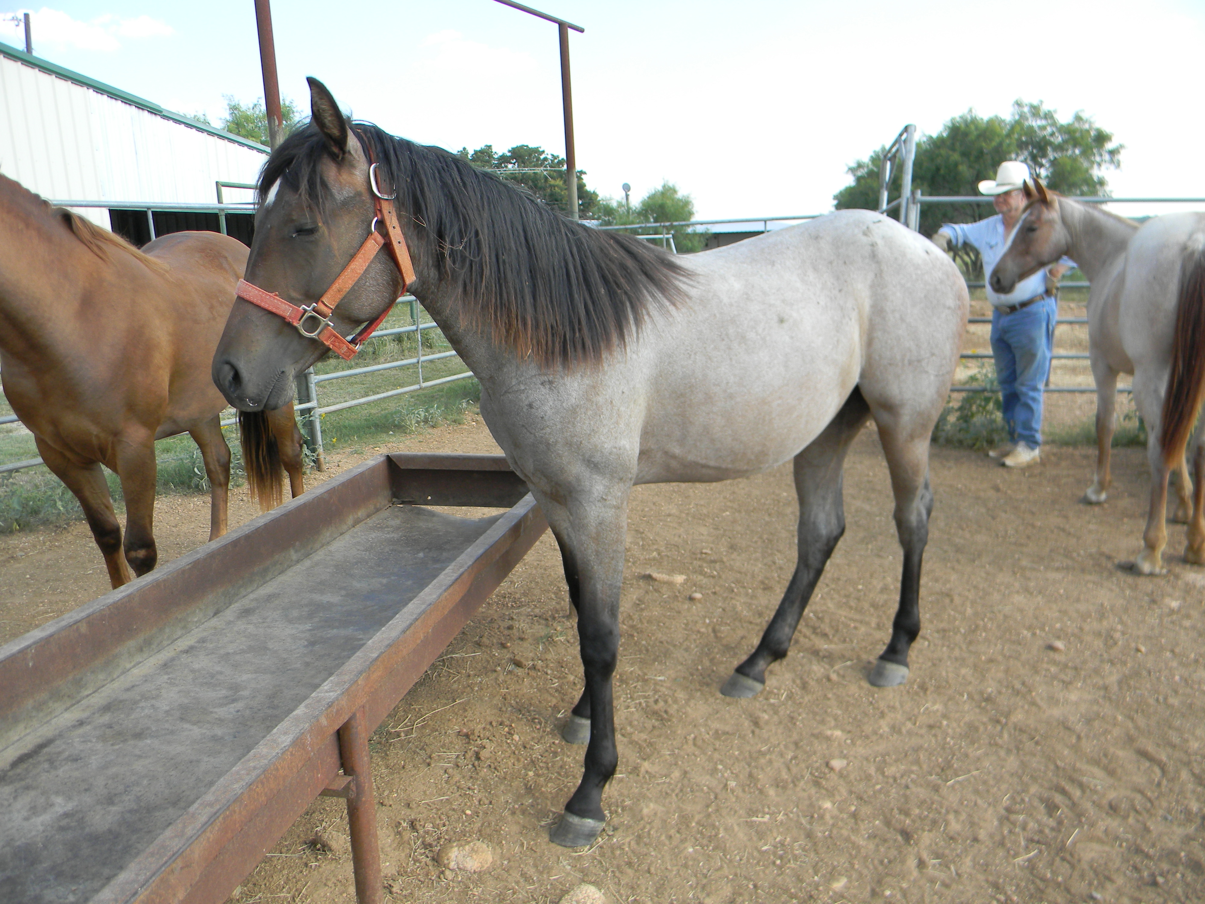 Kingp234 Traci Davis