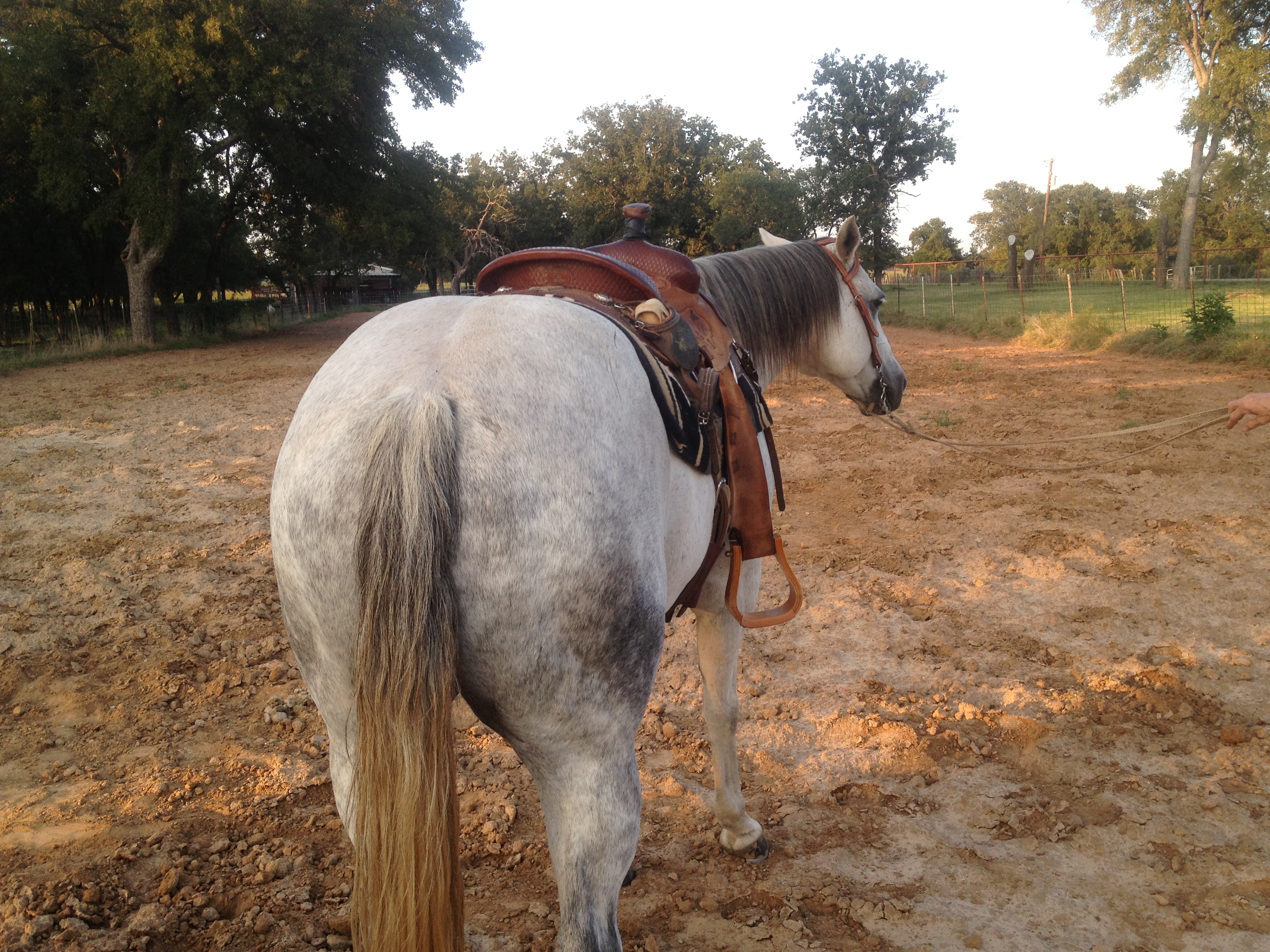 calf roping Traci Davis