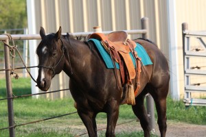 horse, horse, show, halter, fair, world, deal, gelding, dun, buckskin, kid clu, impressive, AQHA,  bay, working cow horse, SHOT, Ranch Rodeo, rope, sorting