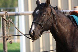 horse, horse, show, halter, fair, world, deal, gelding, dun, buckskin, kid clu, impressive, AQHA,  bay, working cow horse, SHOT, Ranch Rodeo, rope, sorting