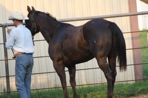 horse, horse, show, halter, fair, world, deal, gelding, dun, buckskin, kid clu, impressive, AQHA,  bay, working cow horse, SHOT, Ranch Rodeo, rope, sorting