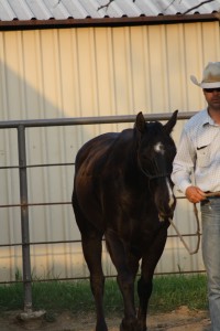horse, horse, show, halter, fair, world, deal, gelding, dun, buckskin, kid clu, impressive, AQHA, bay, working cow horse, SHOT, Ranch Rodeo, rope, sorting