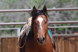 sorting, cutting,  barrels, horse, horses, lonestar, texas,kids, texas, super, rope, high school, rodeo, hunting, AQHA, traci davis, cowboy4sale, paint, Color Me Smart , Paint gelding 