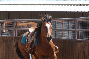 sorting, cutting,  barrels, horse, horses, lonestar, texas,kids, texas, super, rope, high school, rodeo, hunting, AQHA, traci davis, cowboy4sale, paint, Color Me Smart , Paint gelding 