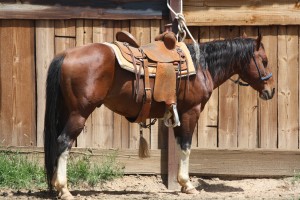 Doc - Paint Gelding  (17)