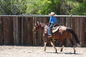 sorting, cutting,  barrels, horse, horses, lonestar, texas,kids, texas, super, rope, high school, rodeo, hunting, AQHA, traci davis, cowboy4sale, paint, Color Me Smart , Paint gelding 