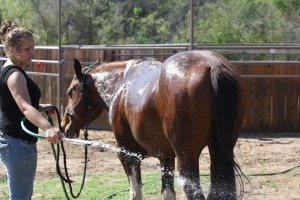sorting, cutting,  barrels, horse, horses, lonestar, texas,kids, texas, super, rope, high school, rodeo, hunting, AQHA, traci davis, cowboy4sale, paint, Color Me Smart , Paint gelding 