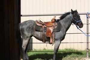 blue roan, gelding, cd olena, cutting, barrels, horse, horses, lonestar, texas, 1D, super, rope, high school, rodeo, NCHA, AQHA, traci davis, cowboy4sale, rope, roping, kids,  playday, gelding. streakin six 