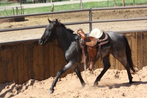 blue roan, gelding, cd olena, cutting, barrels, horse, horses, lonestar, texas, 1D, super, rope, high school, rodeo, NCHA, AQHA, traci davis, cowboy4sale, rope, roping, kids,  playday, gelding. streakin six 