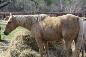 Reno - 11 yr old AQHA mare  (9)