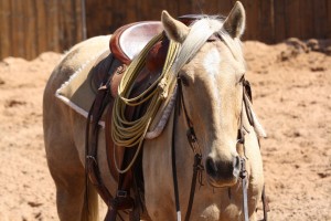 Reno - Palomino mare  (21)