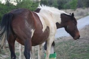 paint mare for sale cowboy4sale