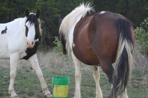 paint, mare, brown, in foal, bred, apha, baby, horse, cowboy4sale, traci davis, palo pinto, weaterford, texas, traci davis