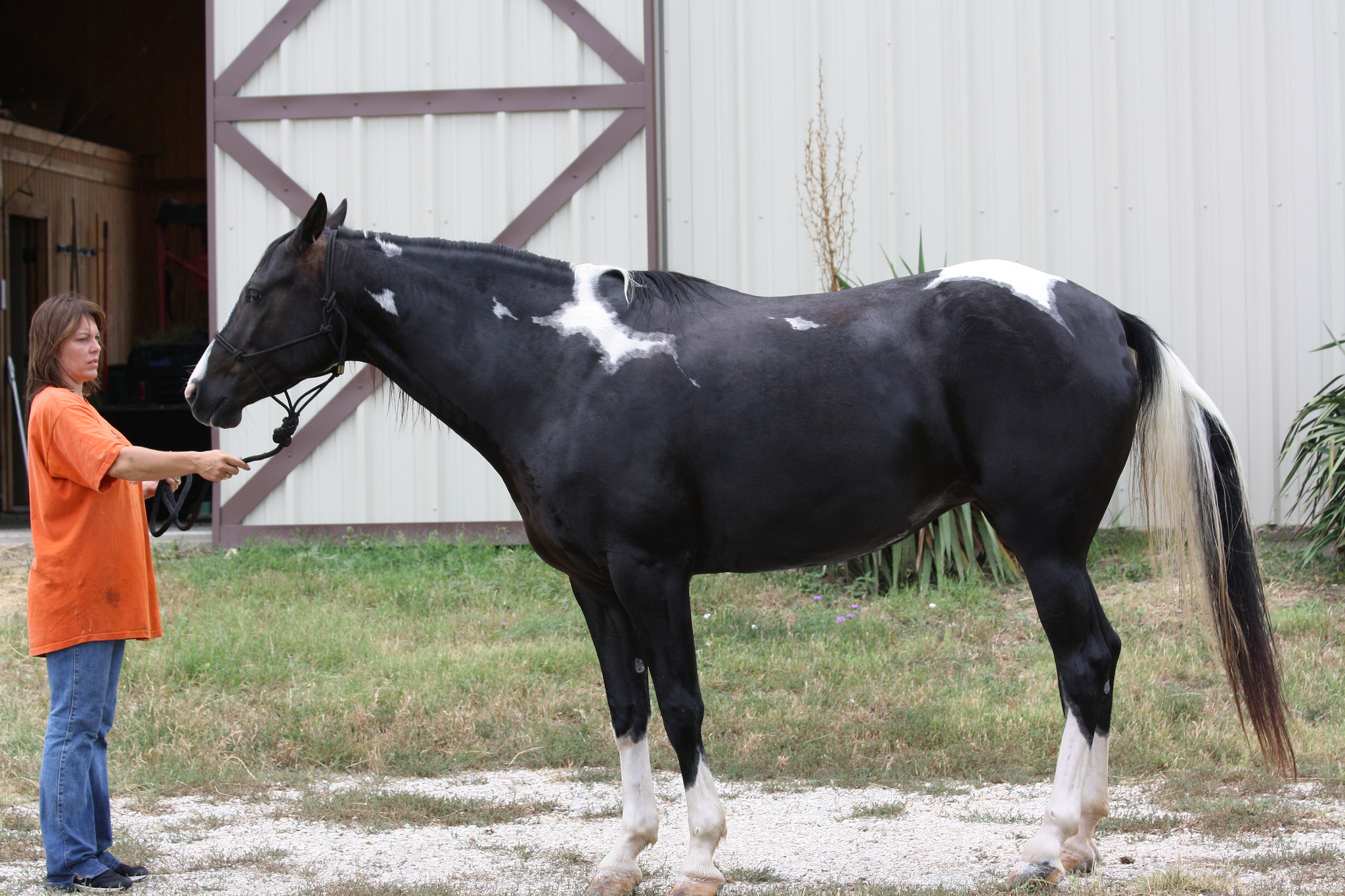 » Beautiful Black and White paint mare Traci Davis