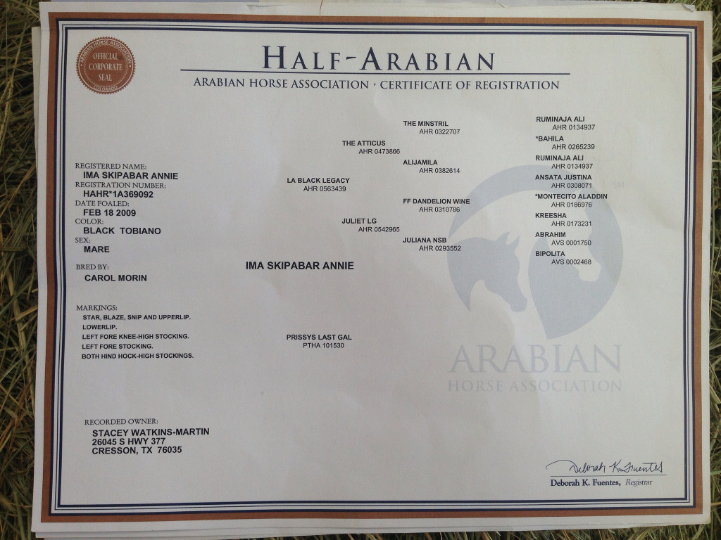 » Beautiful Black and White paint mare Traci Davis