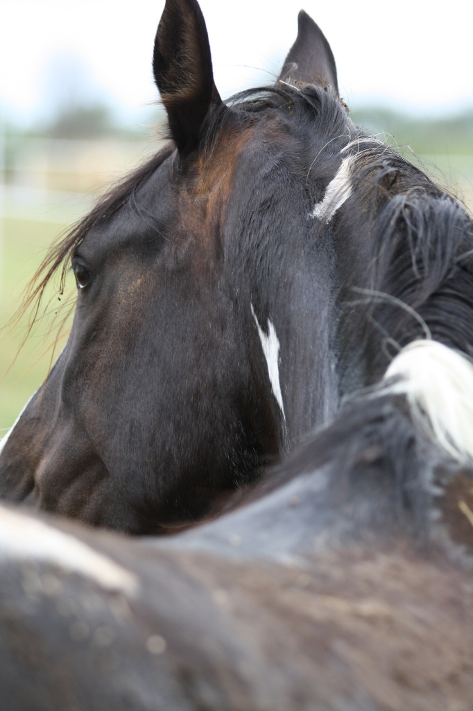 » Beautiful Black and White paint mare Traci Davis