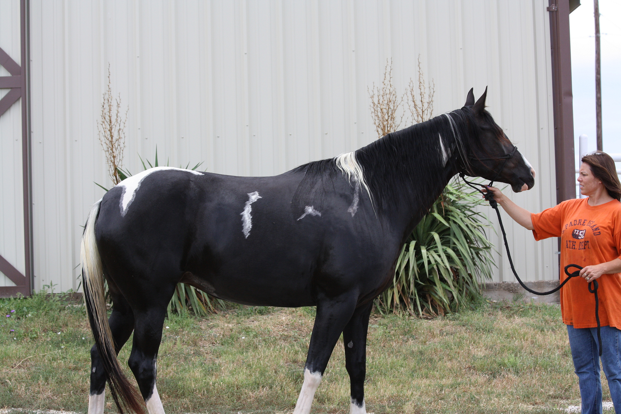 » Beautiful Black and White paint mare Traci Davis