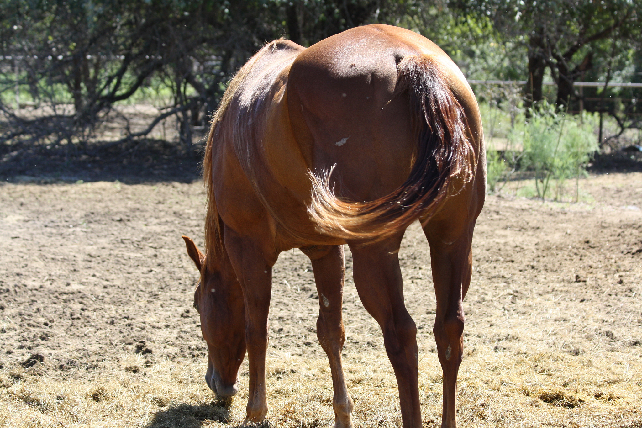 » Sorrel Gelding rides quiet Traci Davis