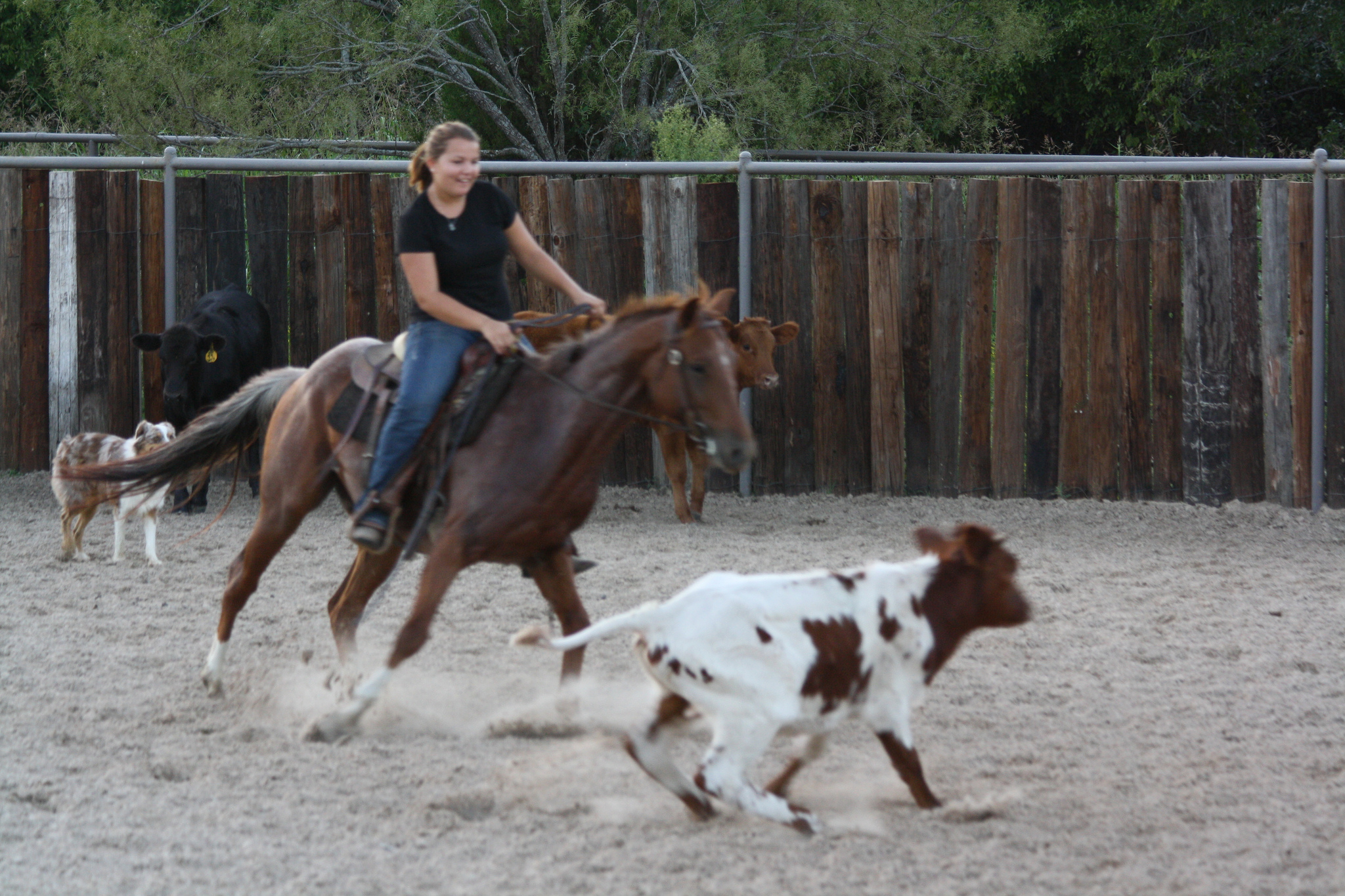 » Great sorting/penning horse Traci Davis