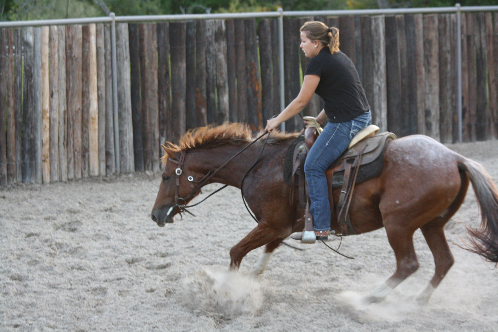 » Great sorting/penning horse Traci Davis