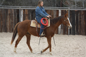 Emma - 14 yr old TB mare (1)