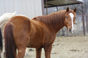 Emma - 14 yr old TB mare (6)