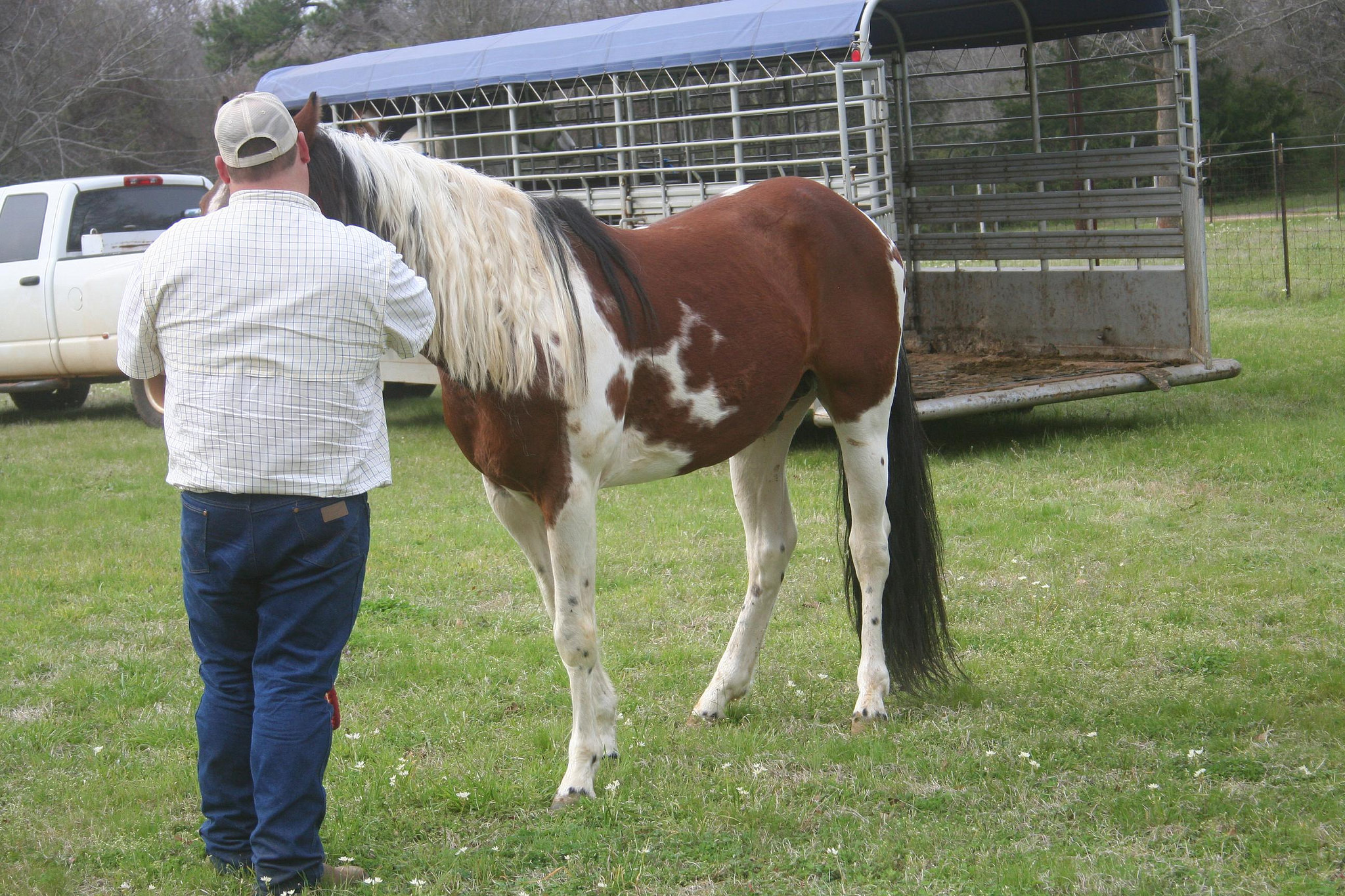 » Beautiful stallion plus great bloodlines Traci Davis
