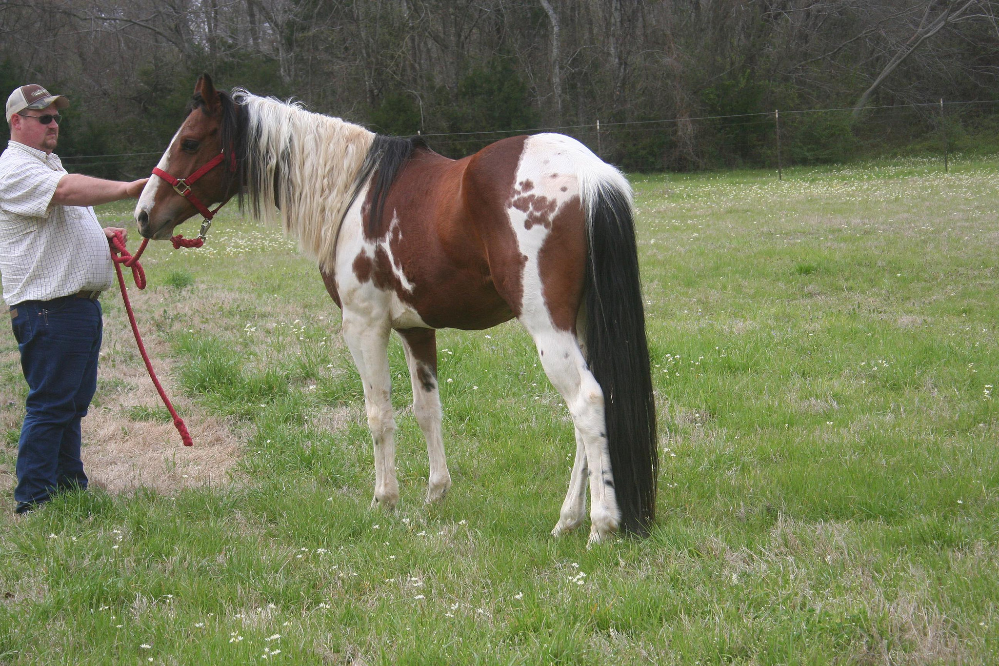 » Beautiful stallion plus great bloodlines Traci Davis