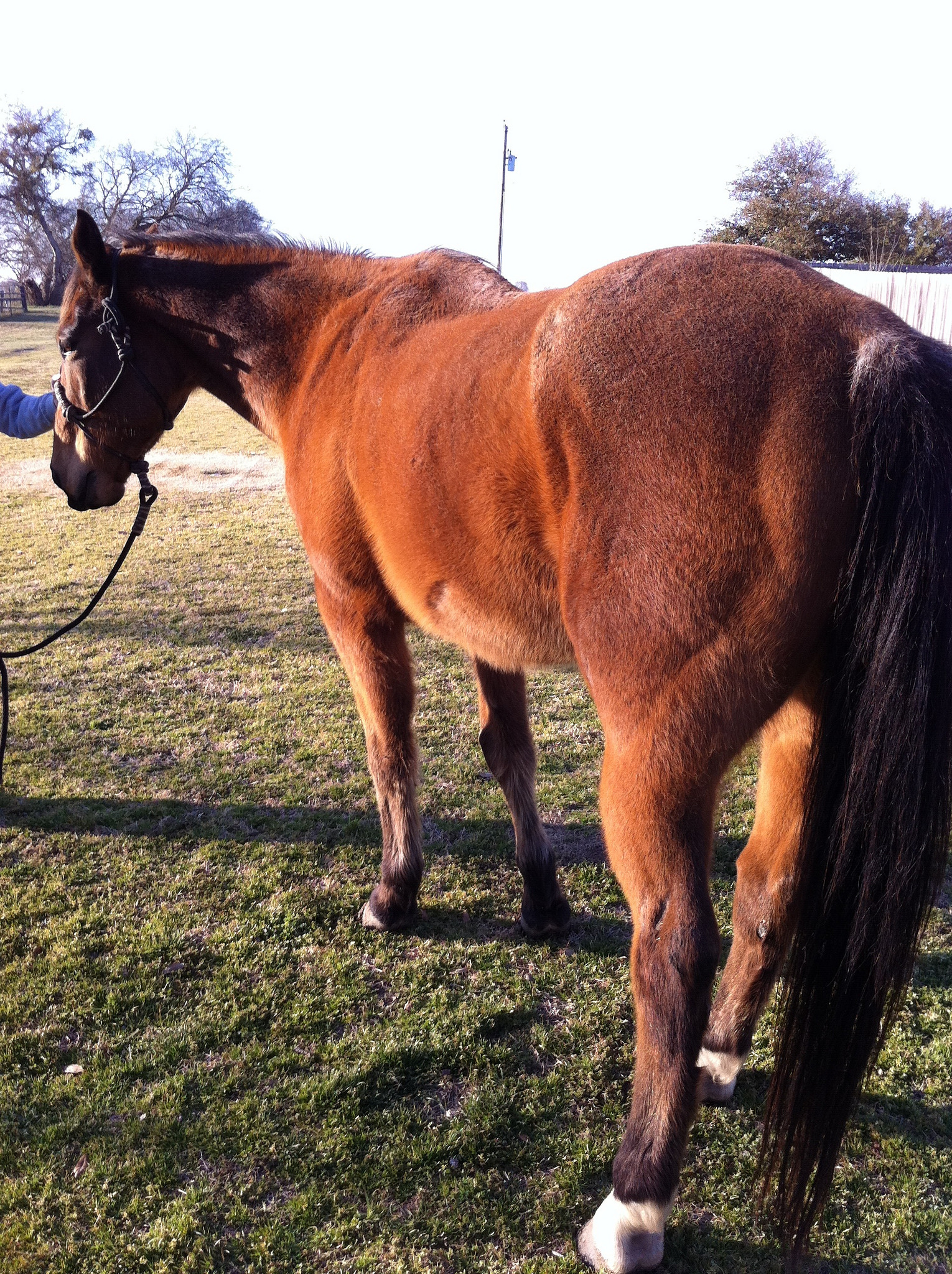 Big Sexy is a 18 year old head horse. Roped in original team roping series, Senior pro rodeo, local jackpots. Owned him for five years. Anyone can ride and rope on this guy  Very quit in the box, scores perfect. Runs strong. www.Cowboy4Sale.com