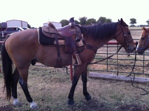 Big Sexy is a 18 year old head horse. Roped in original team roping series, Senior pro rodeo, local jackpots. Owned him for five years. Anyone can ride and rope on this guy  Very quit in the box, scores perfect. Runs strong. www.Cowboy4Sale.com