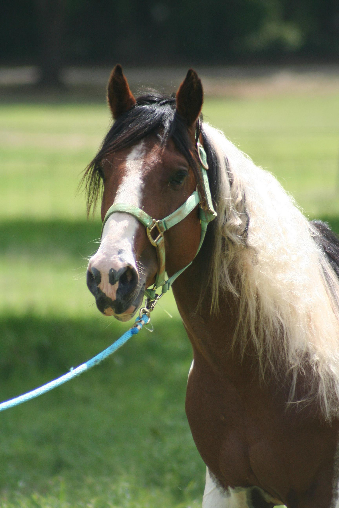 » Beautiful stallion plus great bloodlines Traci Davis