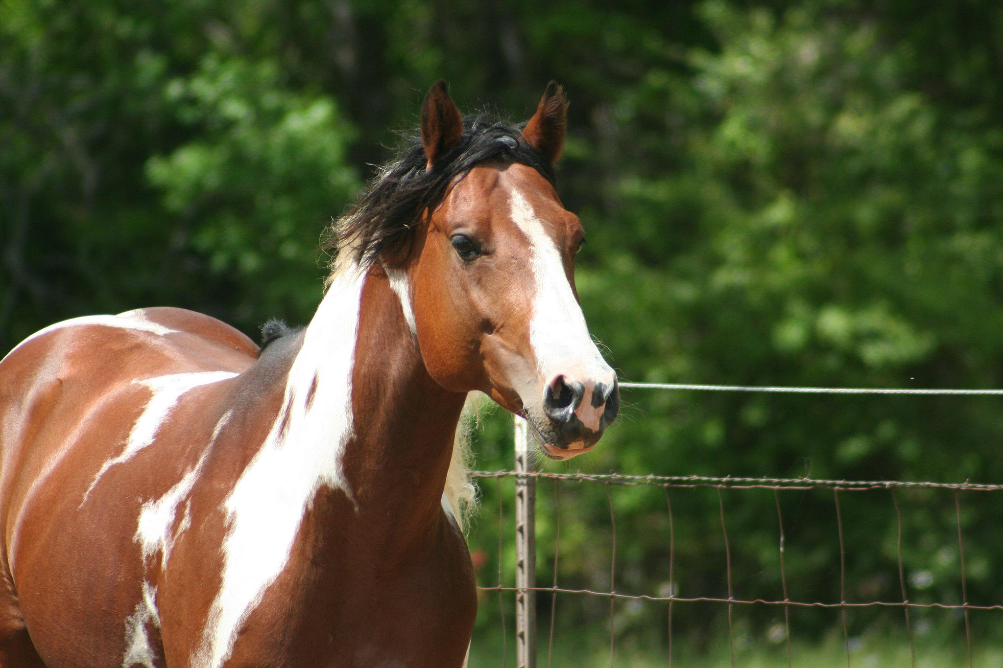 » Beautiful stallion plus great bloodlines Traci Davis