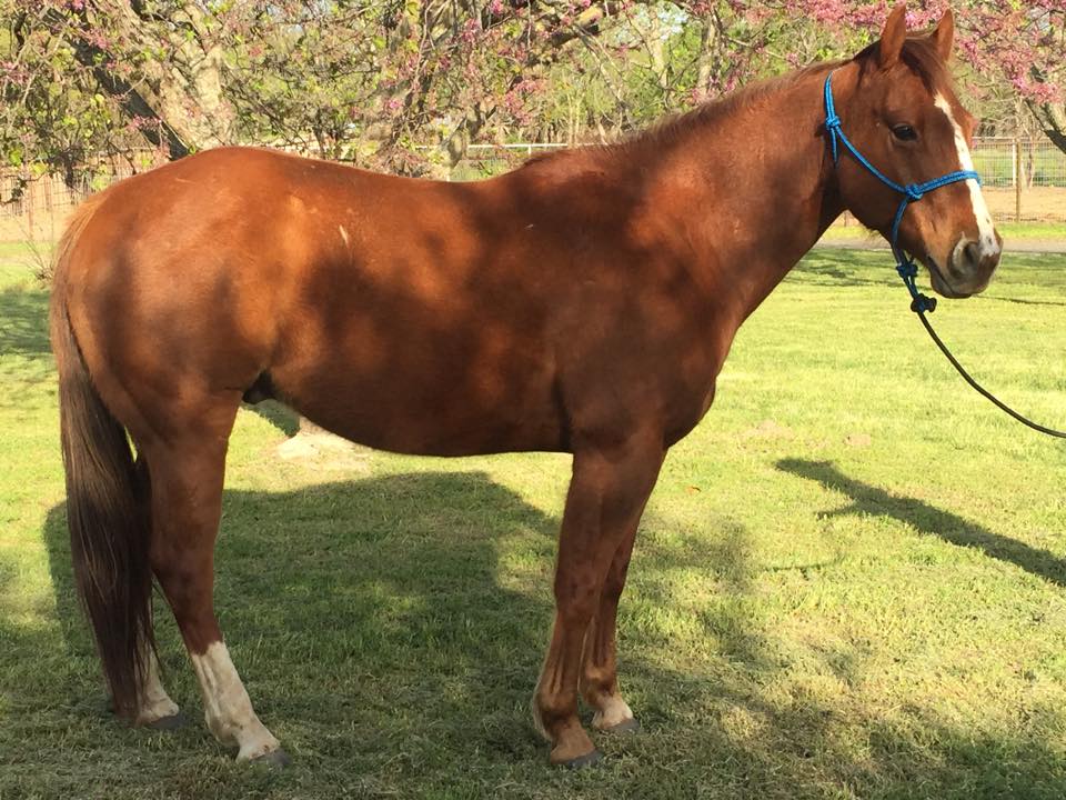 » Chestnut gelding Traci Davis