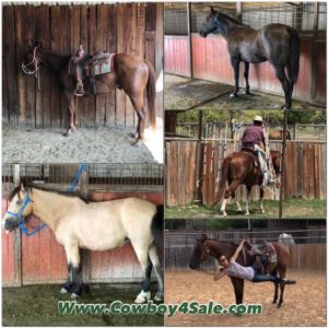 Horses for sale 