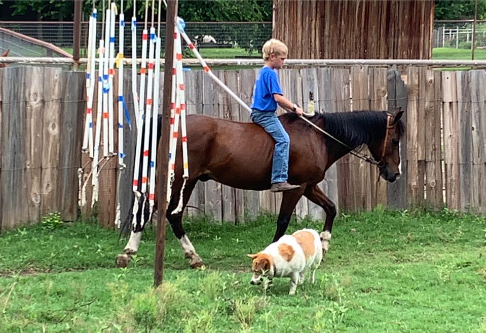 » Nice 13 hand pony Traci Davis