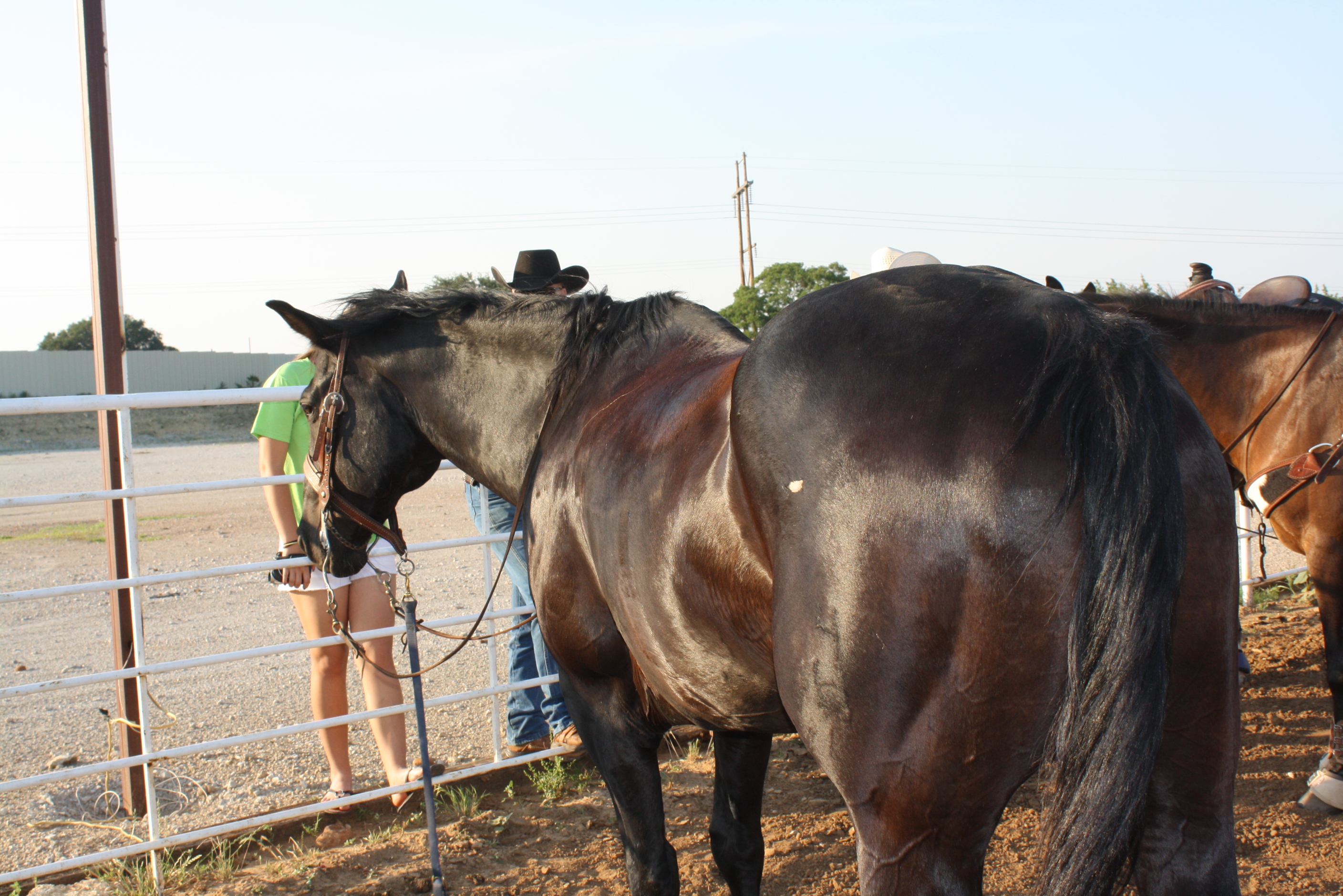 » Black rope horse gelding aged and gentle Traci Davis