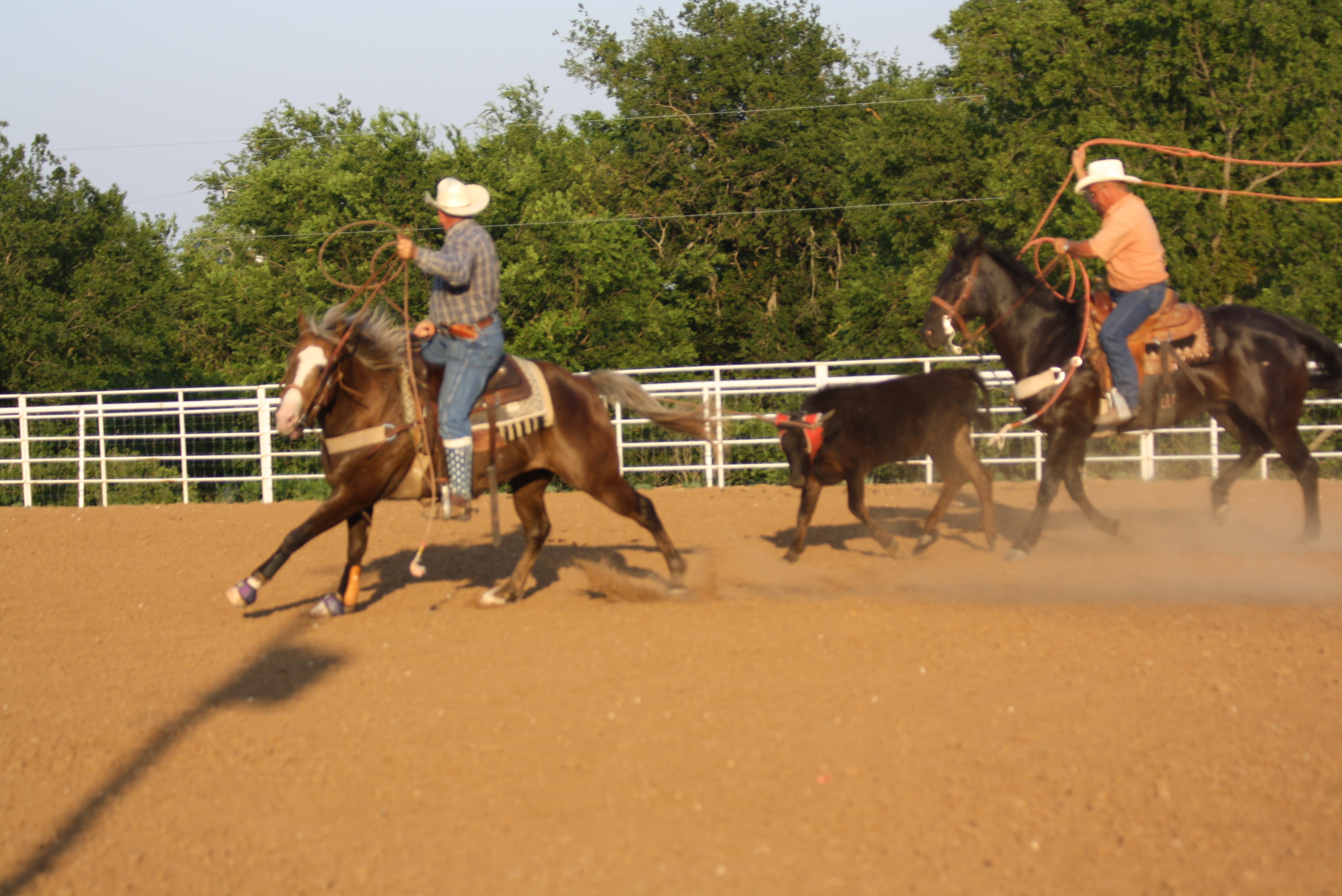 » Black rope horse gelding aged and gentle Traci Davis