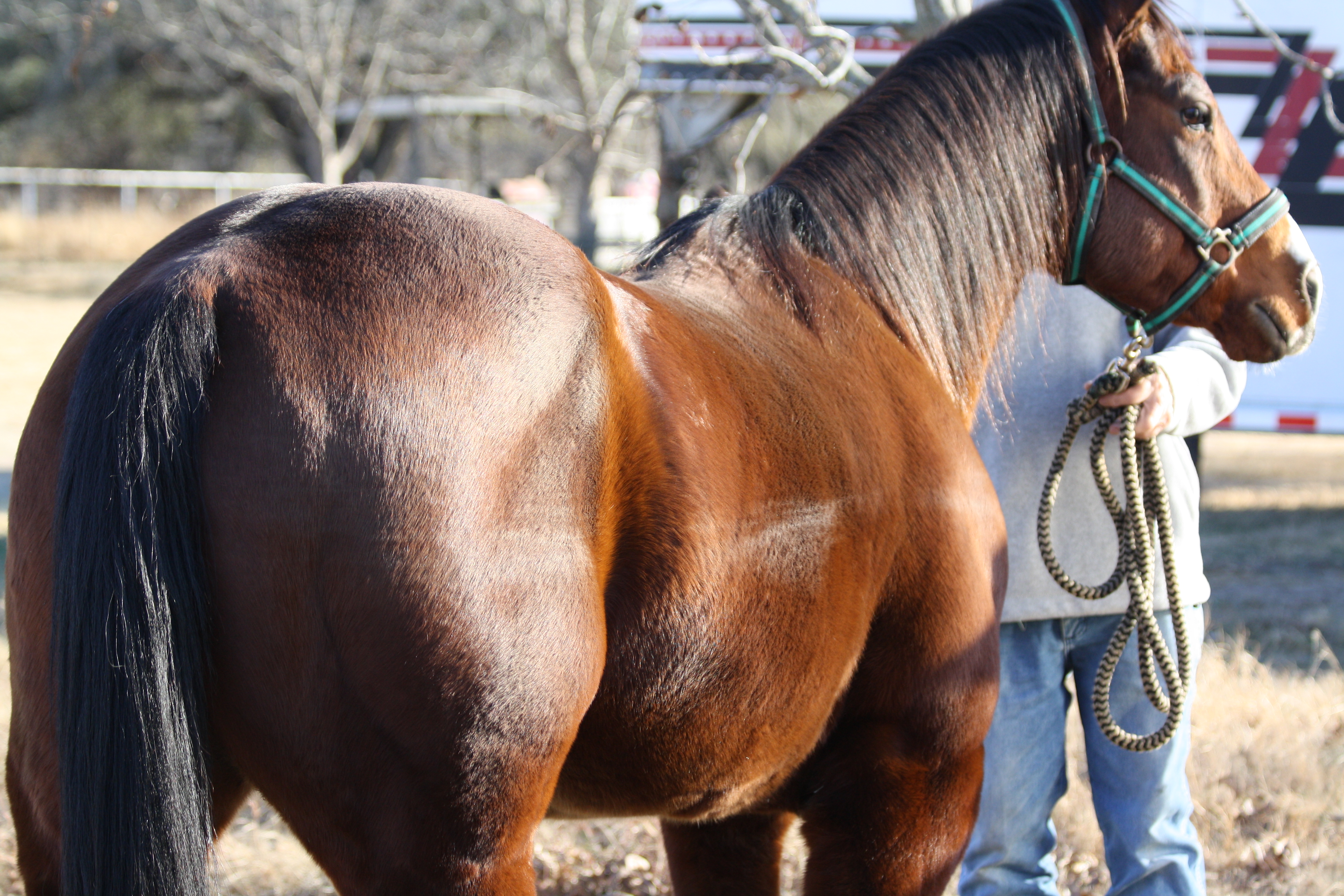 com, cowboy4sale, sorting, gelding, safe, beginner, horses, tnt