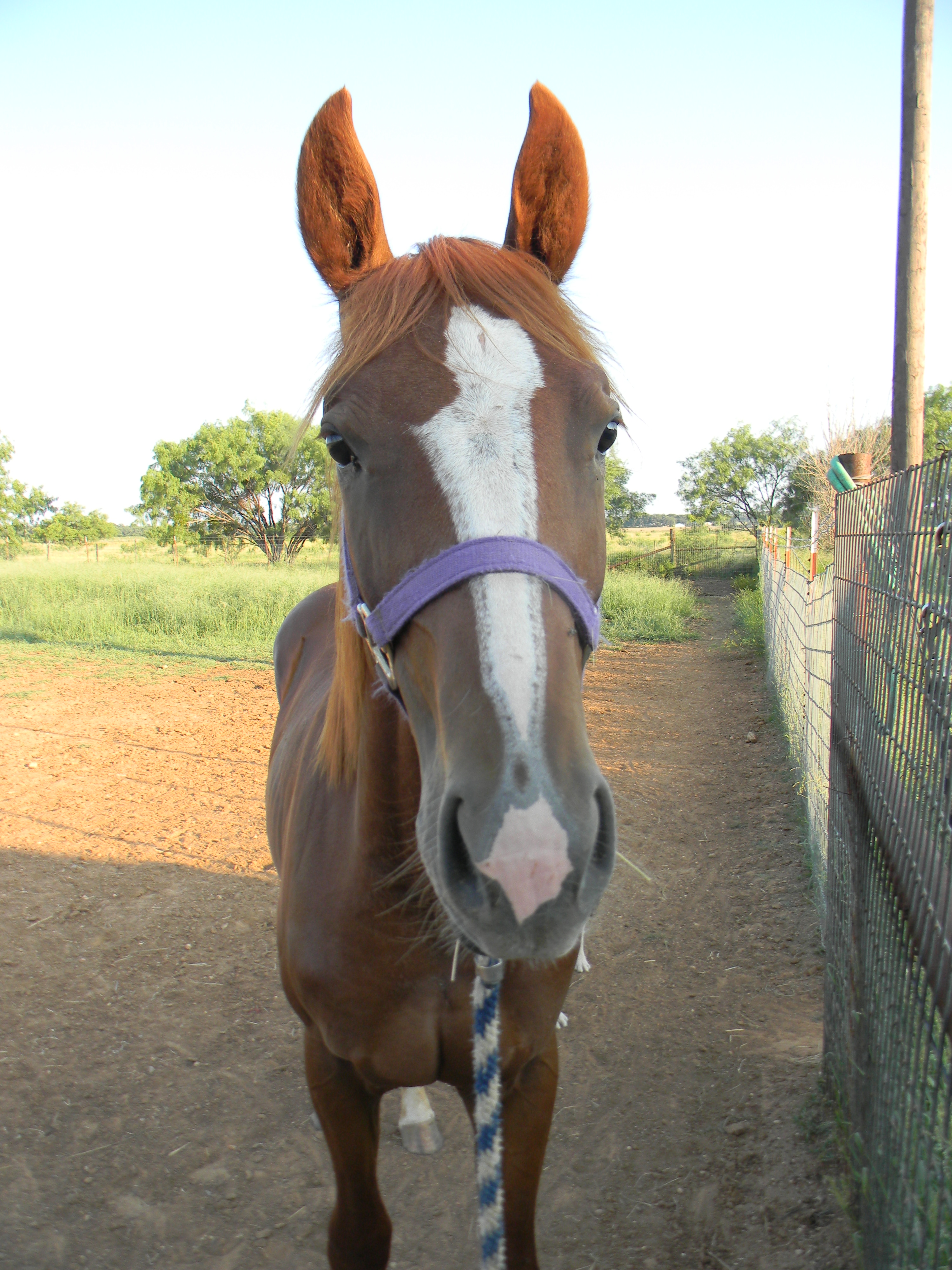 bay, clinics, colt trainer, donkey, facebook, for sale, ground