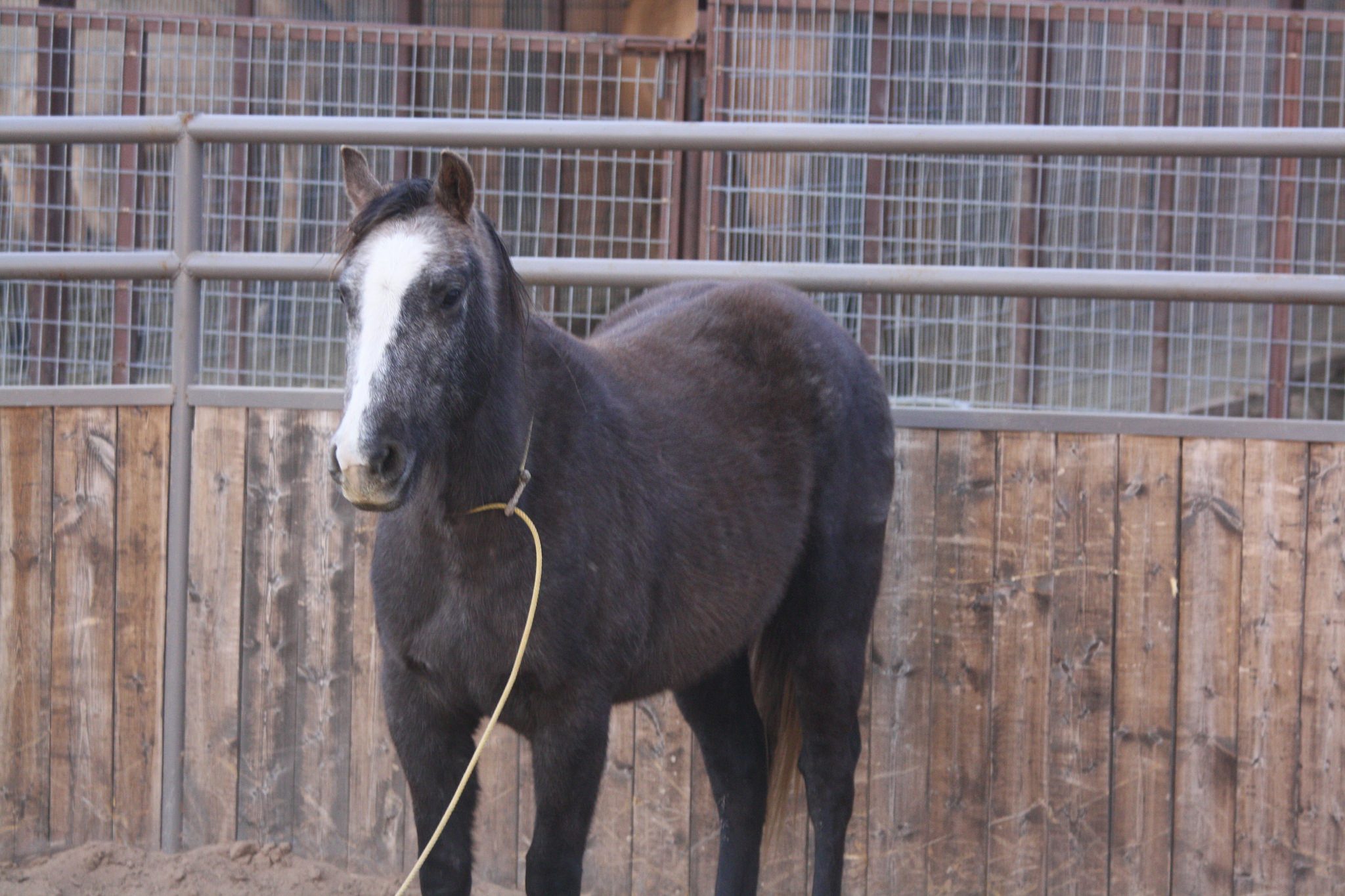 for sale | tnt ranch~ tom & traci davis