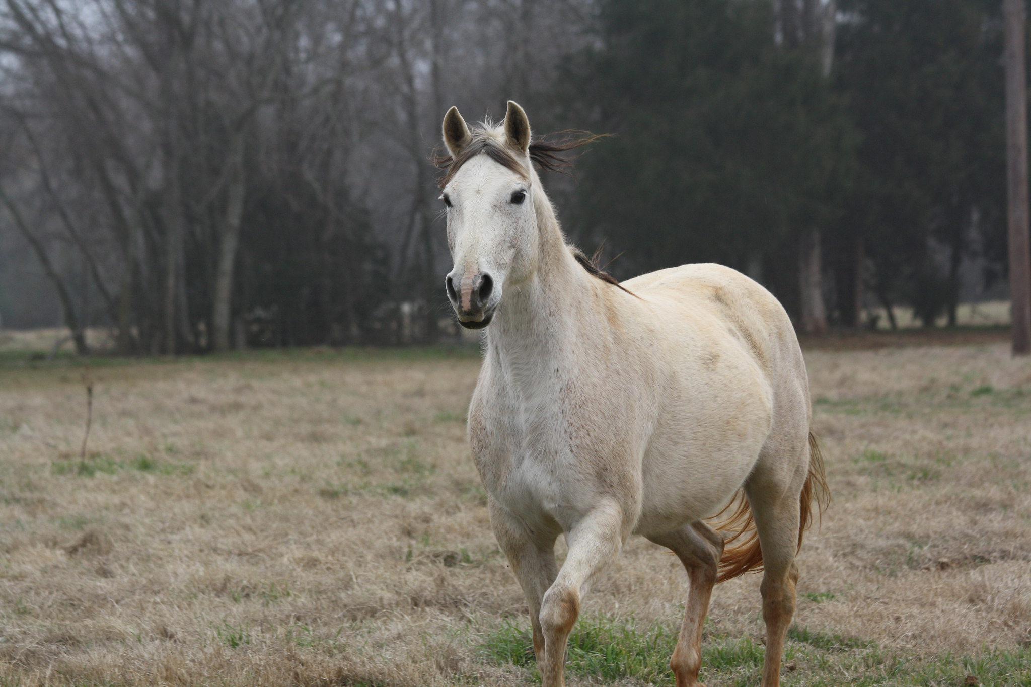 for sale | tnt ranch~ tom & traci davis