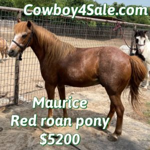» Horses For Sale Traci Davis